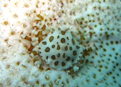 20120318_namako.JPG