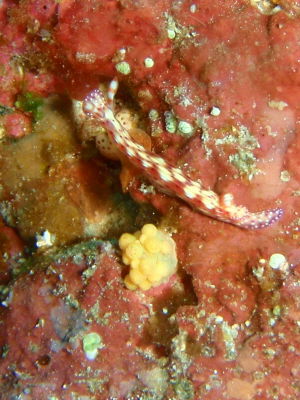 20120406_senten.JPG