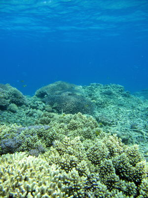 20120512_sango.JPG