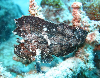 20120625_182902579hadakaha2.JPG
