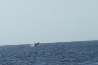 DSCF4529.JPG