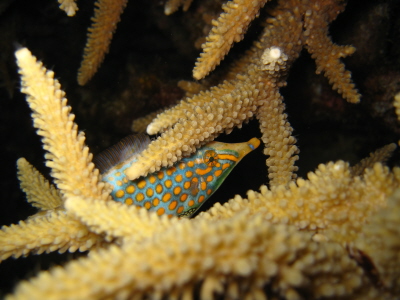 IMG_4621.JPG
