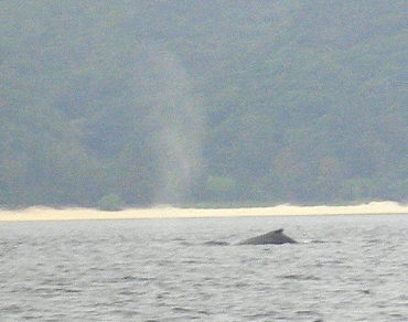 whale4q28.JPG