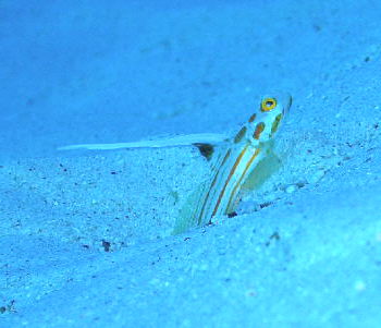 yasya1q10.JPG