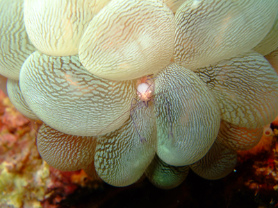 20100624baburuko-raru.jpg