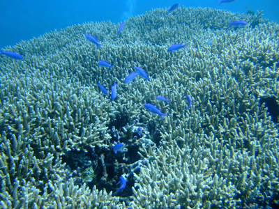 20100703kubaeee.jpg