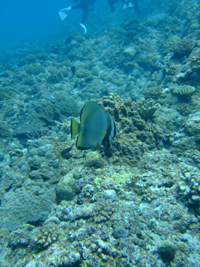 20100715akakuukuri.jpg