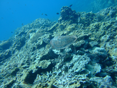 20100715kamekamekmakekm.jpg