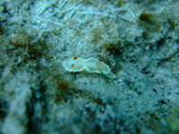 20100723umiushidasu.jpg