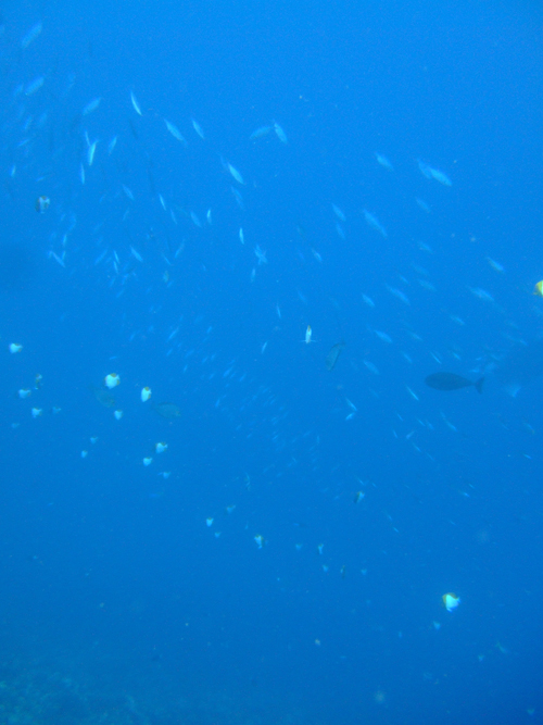 20100805sakanatatiti.jpg