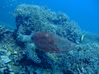 20100903kamekamekame.jpg
