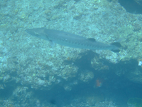 20110419baraku-da.jpg