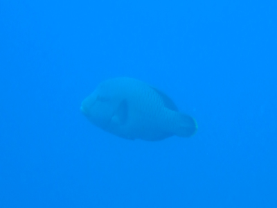 20110702maganemotinouo.jpg