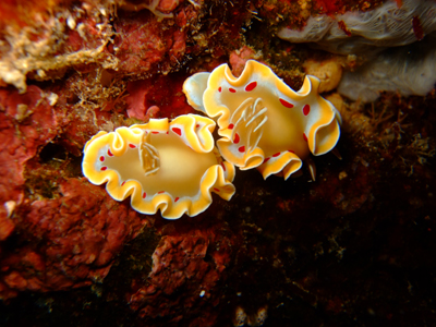 20110724akateniro.jpg