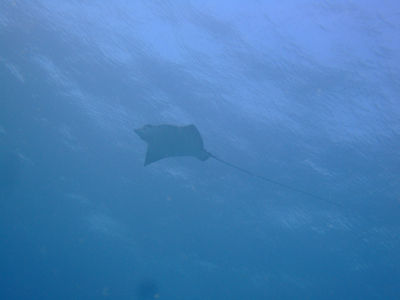 20110927madaratobiei.jpg