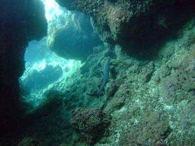 20120305nemuribuka.jpg