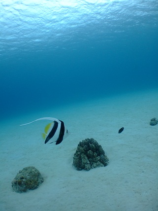 ura10020403.jpg