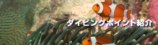 ダイビングポイント紹介