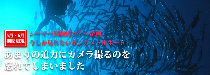 5月・6月限定シーサー那覇店ツアー企画　ギンガメアジの大トルネード！渡名喜島・粟国島遠征ダイビング