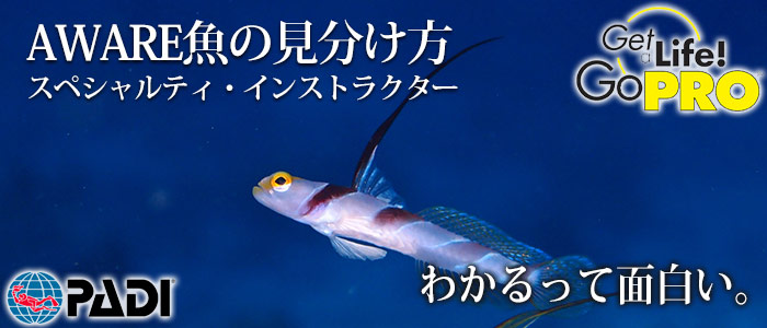 AWARE魚の見分け方