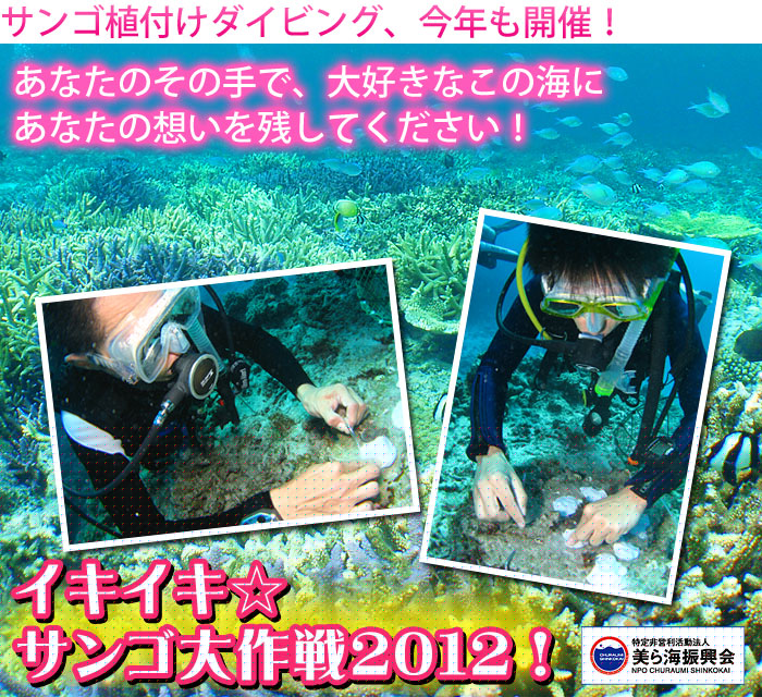 サンゴ移植ダイビングツアー2010