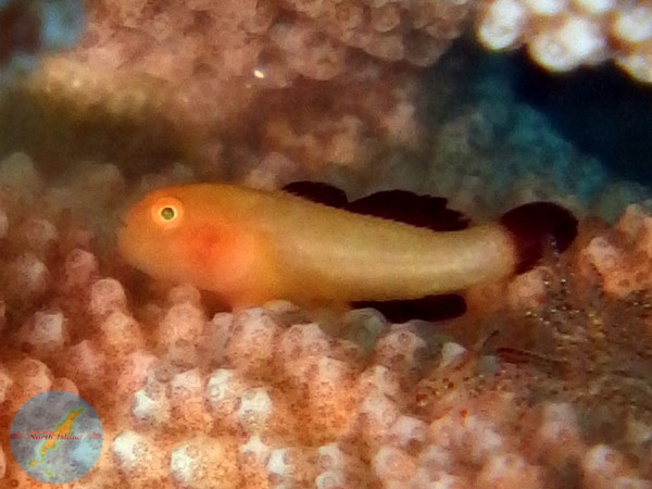 伊平屋島イメージ