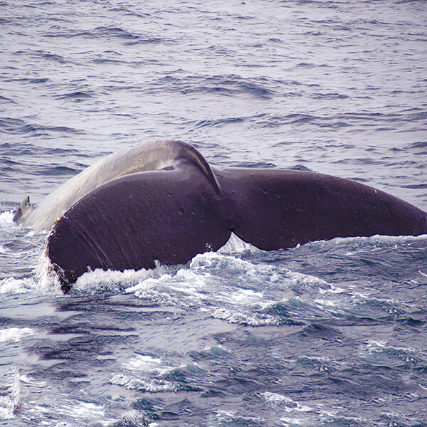 クジラについて 沖縄 ホエールウォッチング 家族で楽しめる マリンクラブベリー