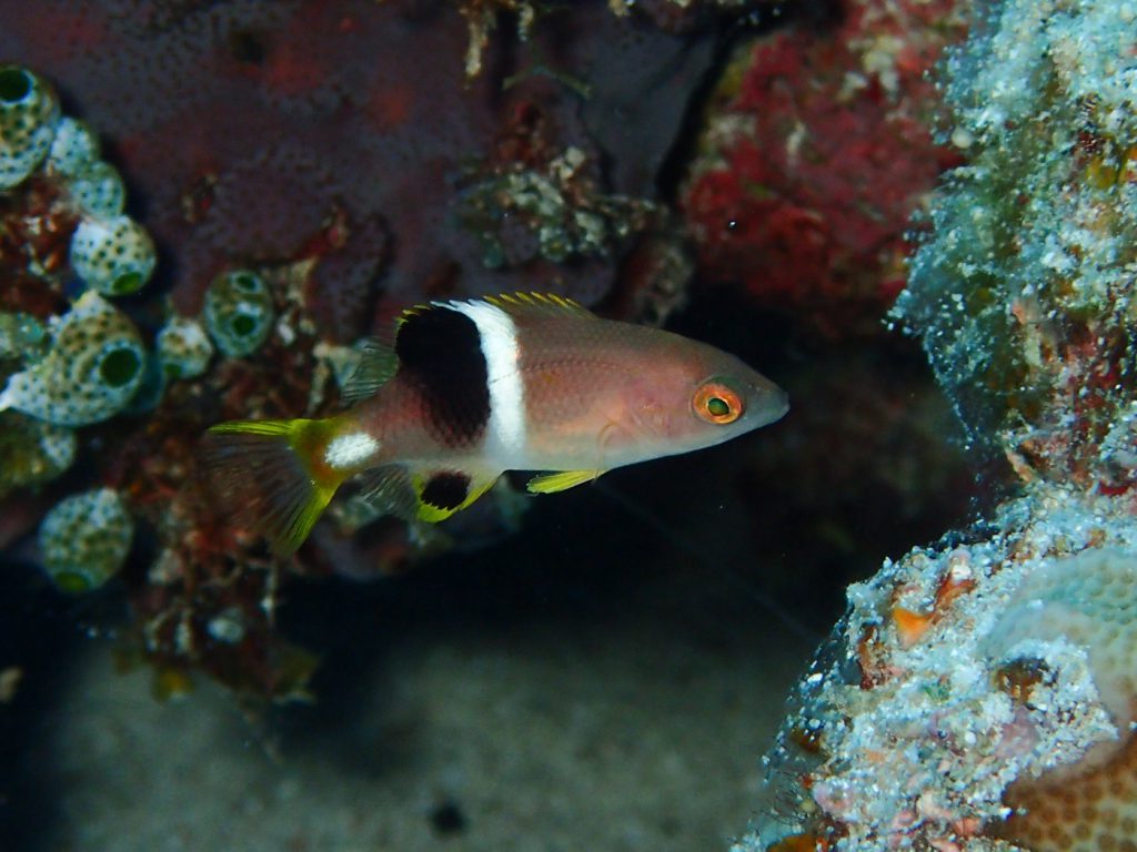 タキベラ幼魚