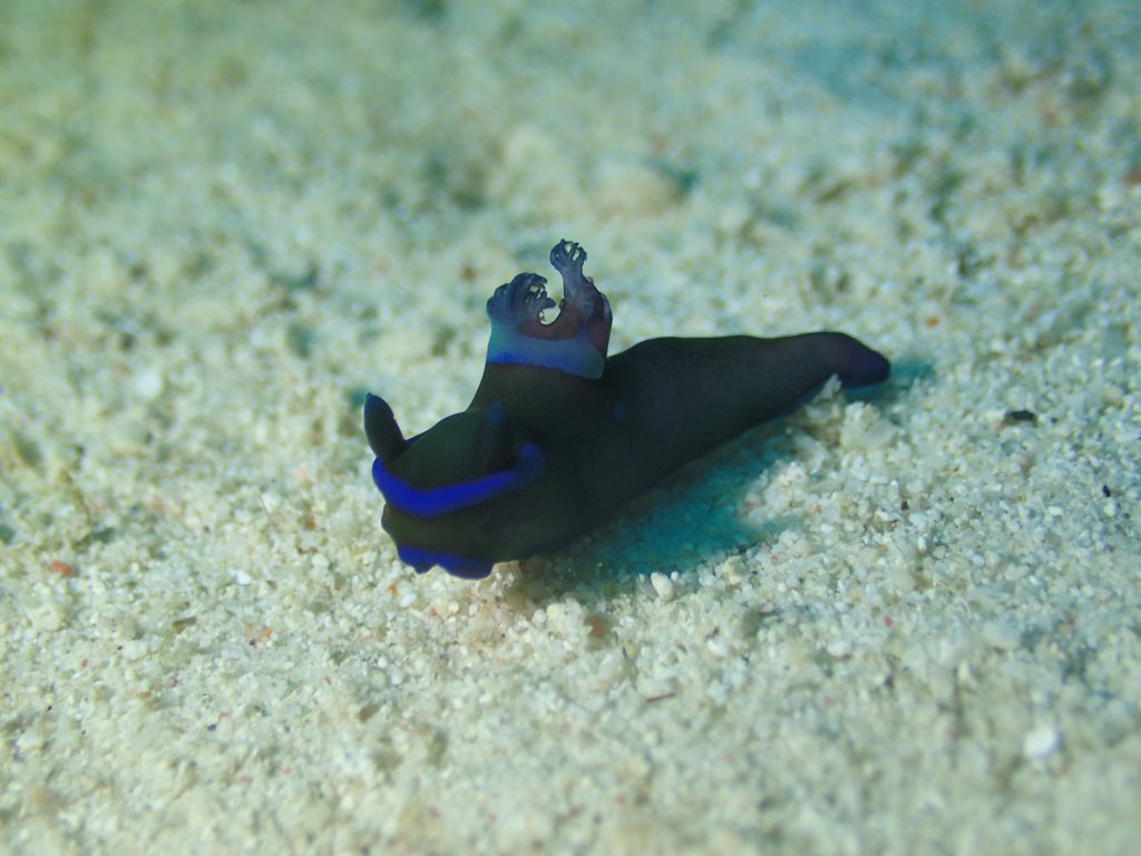 ミドリリュウグウウミウシ