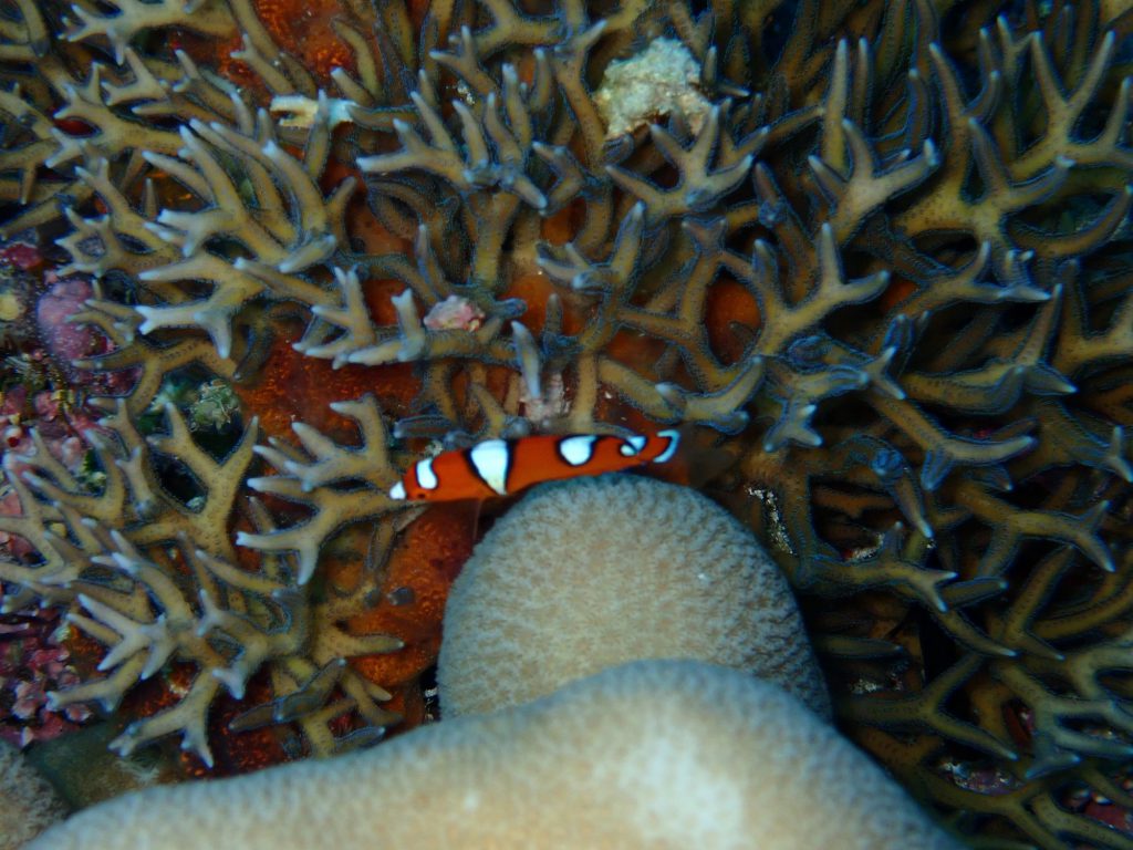 ツユベラ幼魚