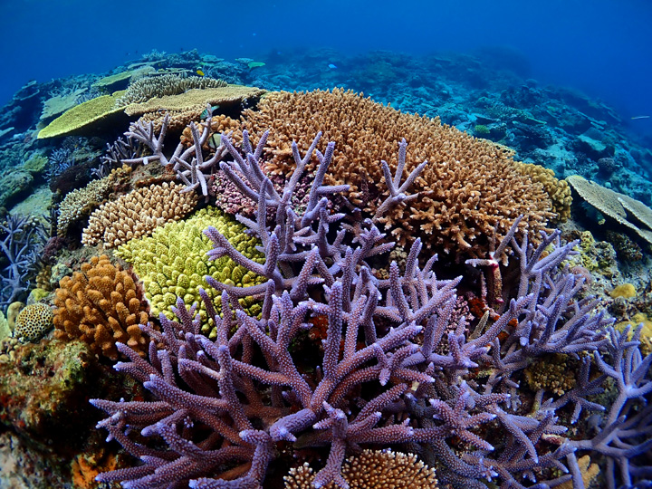 珊瑚の生命力を感じます みうらログ | シーサー阿嘉島「うみ日記」