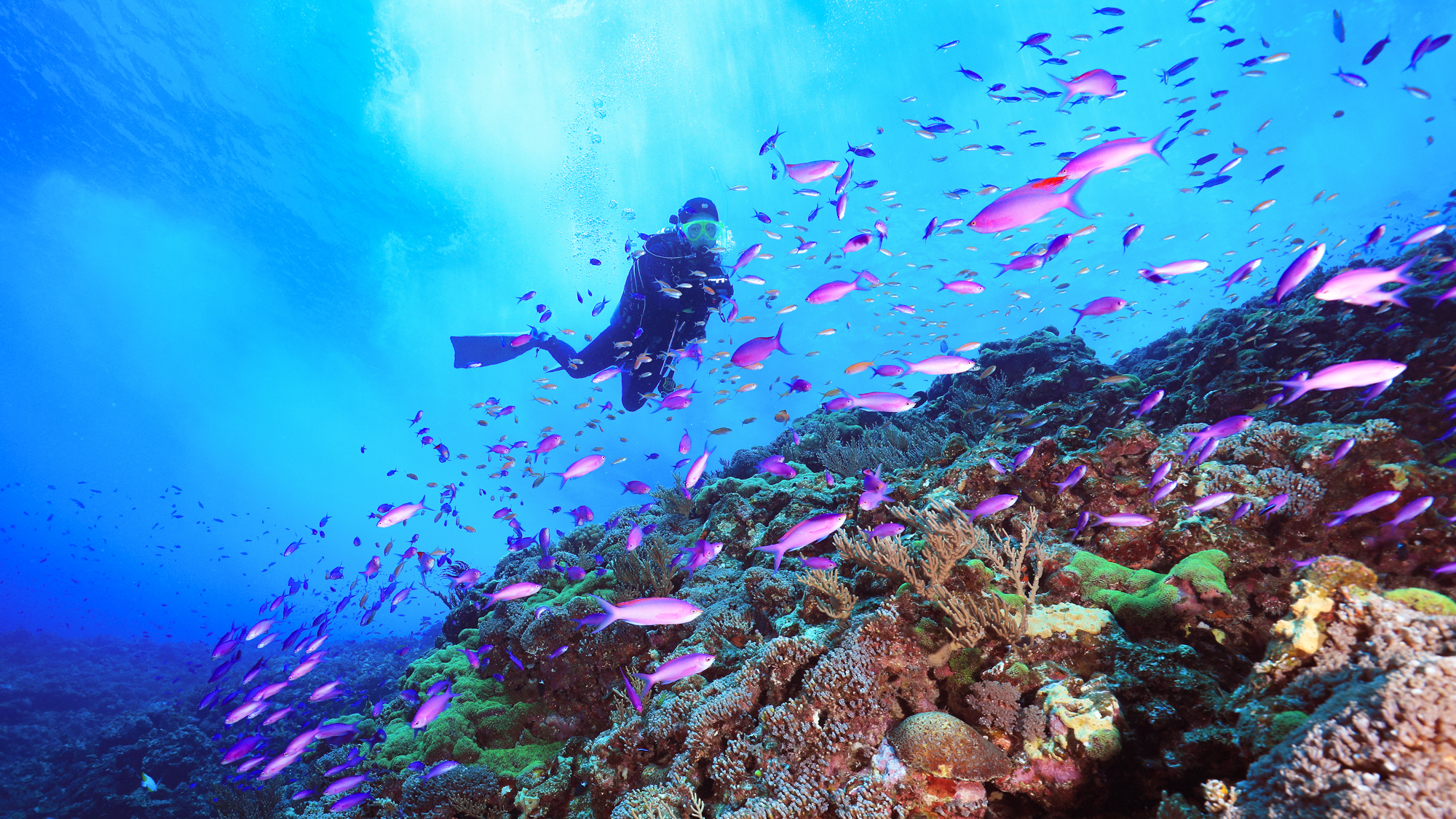 Diving tour at the Tonaki islands in Okinawa