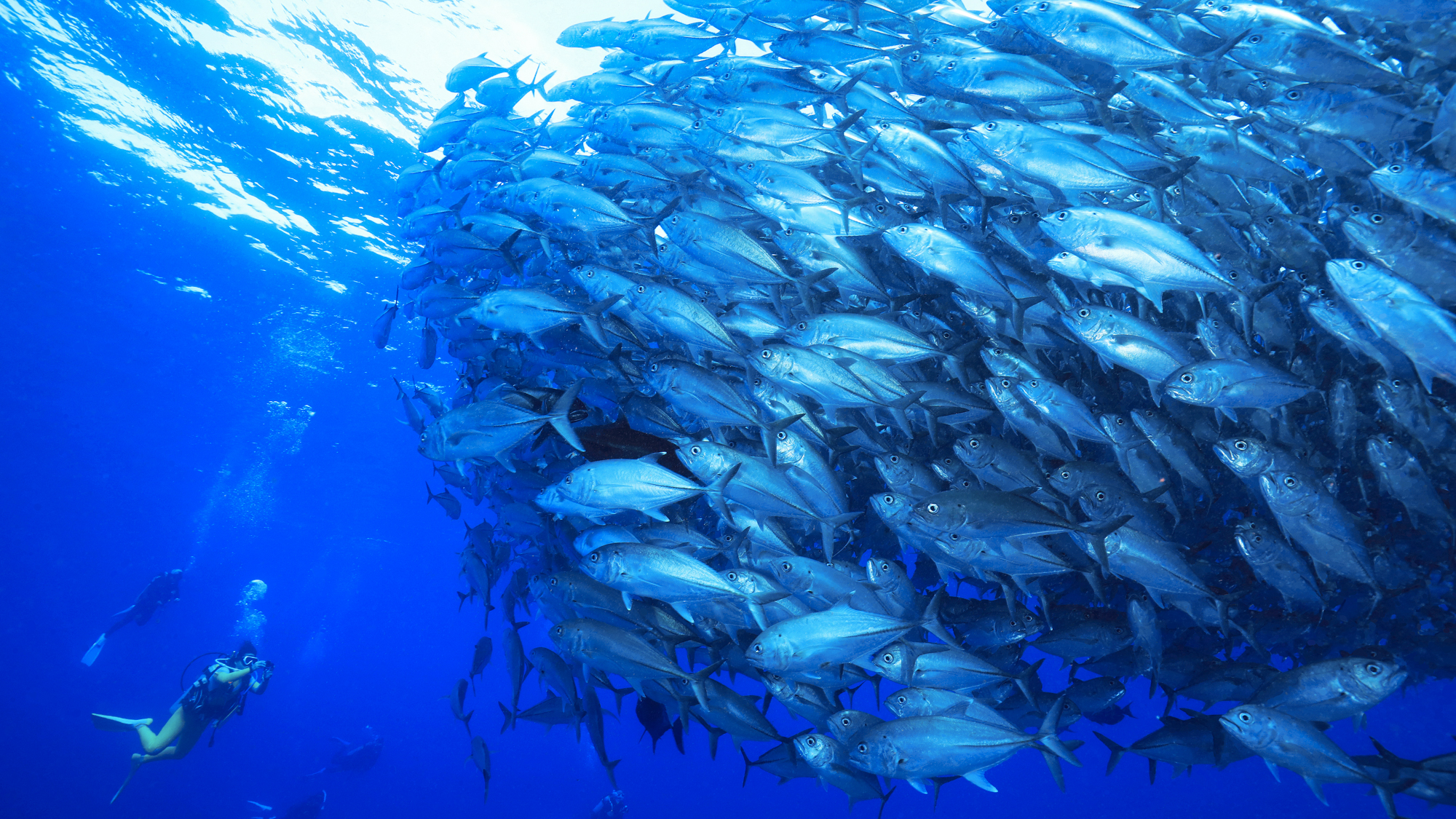 Drift diving at the Kerama islands in Okinawa