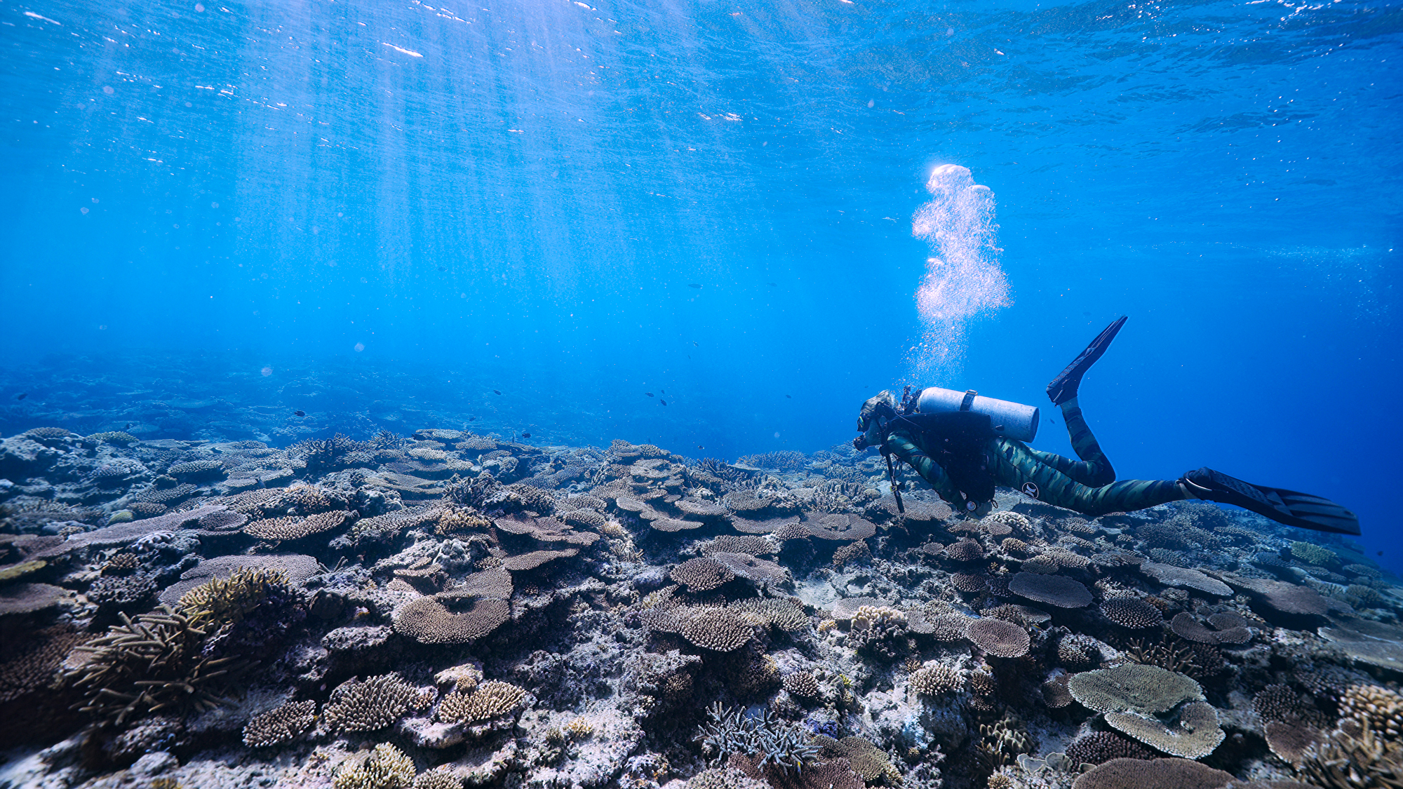 Diving at the Kerama islands in Okinawa