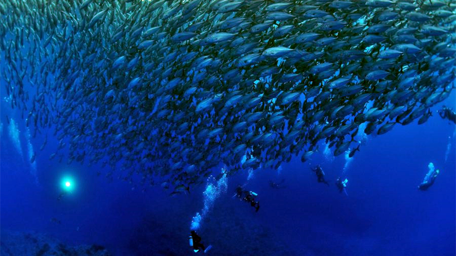 Diving with bigeye trevallies at Aguni island in Okinawa