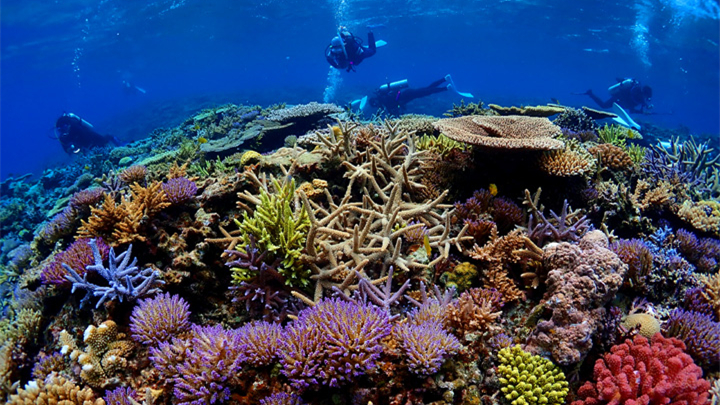 Diving at the Kerama island in Okinawa