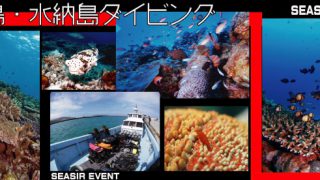 瀬底水納島ダイビング