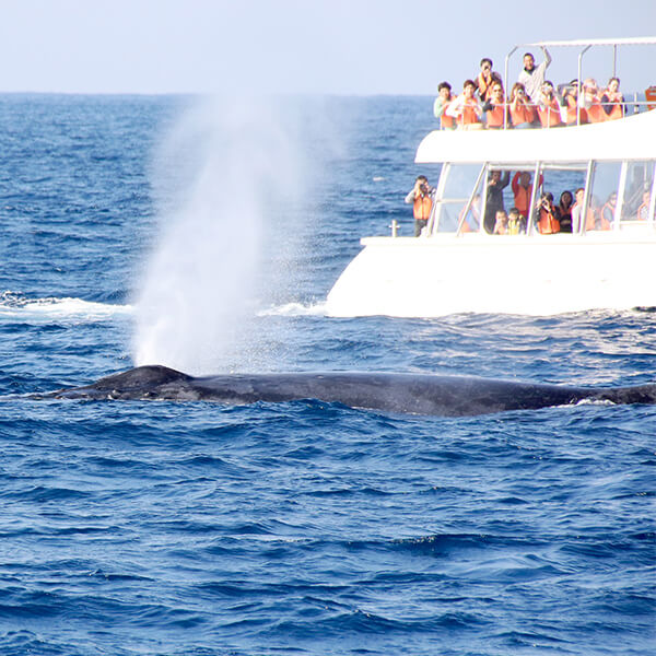 クジラについて 沖縄 ホエールウォッチング 家族で楽しめる マリンクラブベリー