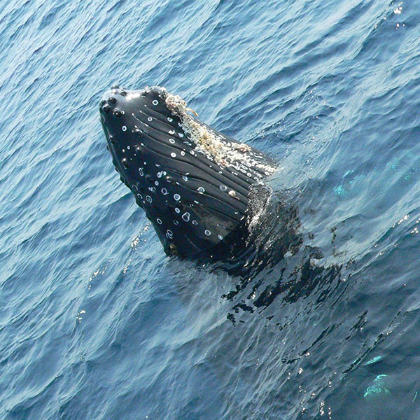 クジラについて 沖縄 ホエールウォッチング 家族で楽しめる マリンクラブベリー