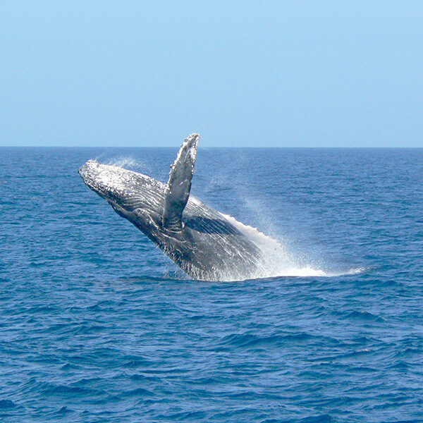 クジラについて 沖縄 ホエールウォッチング 家族で楽しめる マリンクラブベリー