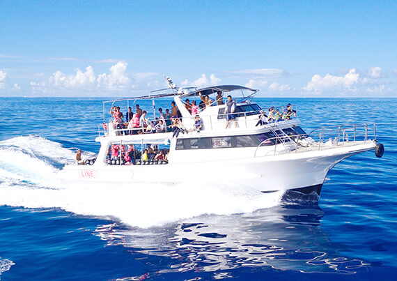 aboutWhalehboat