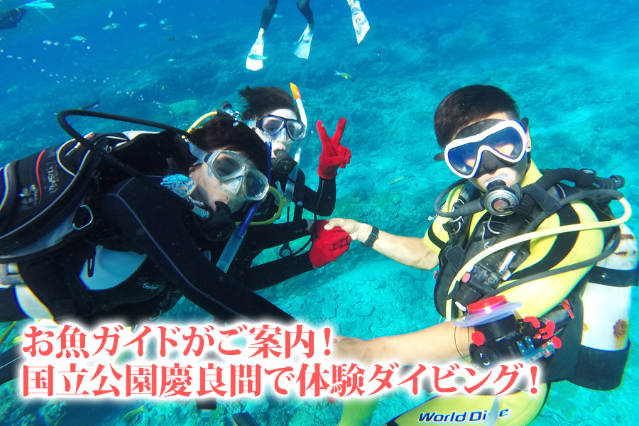 沖縄体験ダイビング慶良間コースのイメージ