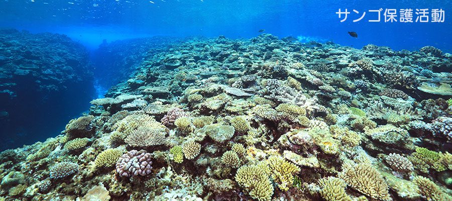 サンゴ保護活動